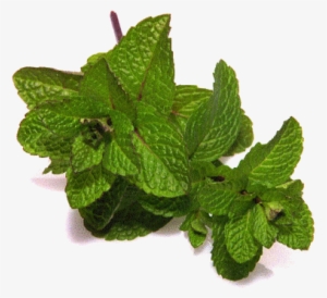 Spearmint Terpene - Mentha Gif