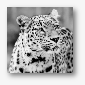 Does A Leopard Need To Change Its Spots - Leopard