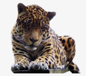 Jaguar Jaguar-senda Verde - Onça Png