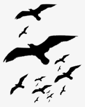 Ftestickers Birds Silhouette Bird Animal Sky - Bird