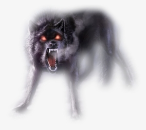 Image Real Wolf Png - Ilove My Haters