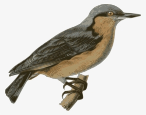Bird Perched Png