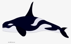 Killer Whale Png Transparent Images - Color Of A Killer Whale