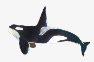 Orca Male Pin