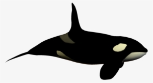 Orca Clipart Fish Tail - Killer Whale No Background