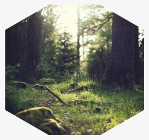 Wood Nature Sunny Forest - Horse In Forest Photography