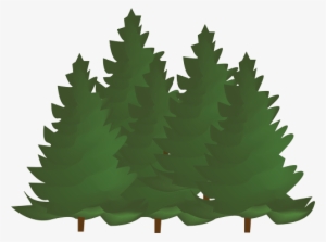 Activity Program - Colorado Spruce