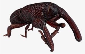 Insect