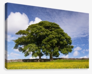Sycamore Tree On The Edge Of A Traditional Upland Hay - Supplier Generic Sycamore Tree On The Edge