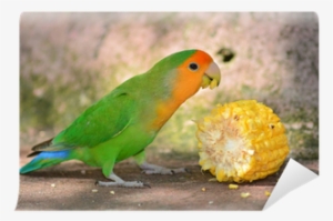 Peach Faced Lovebird