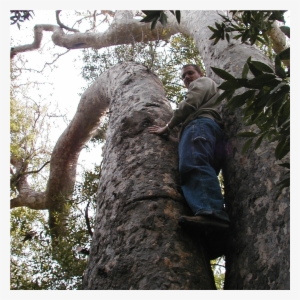 A Large Twin Trunked Sycamore - Redwood