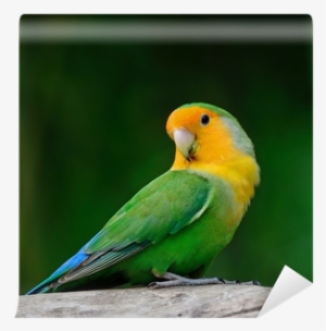 Cute Love Bird