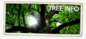 Smart & Easy Guide To Genealogy: Y Tree Using History
