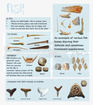 These Guys Are So Cool They Get Their Own Blog - Fish Vertebrae Identification