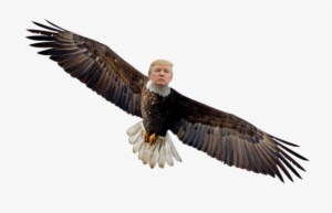 [oc] Alpha Northern Dank Eagle - Flying Eagle Transparent Background
