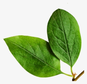 Live Pure, Free & Simple - Orange Tree Leaf Png