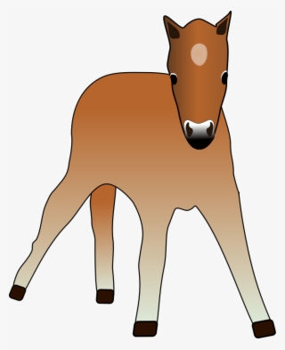 Young Foal Png Images 488 X - Foal Clipart