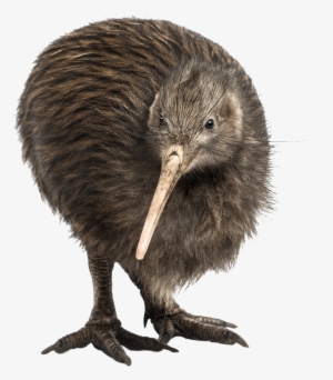 Ncea Year 12 Biology Internals