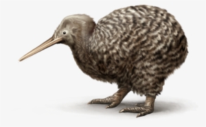 Kiwi - Great Spotted Kiwi Transparent