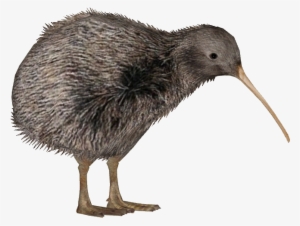 Rowi - Kiwi Bird Png