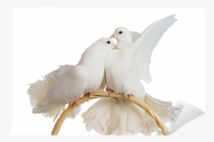 Two White Doves Kissing And Huggung Wall Mural • Pixers® - Kissing Doves
