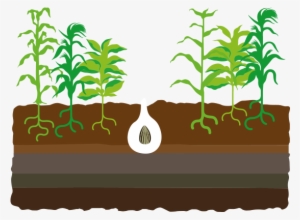 Popular Images - Journey Of Seed To Plant