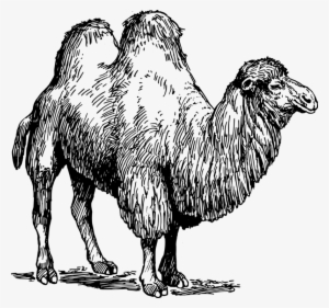 All Photo Png Clipart - Camel Drawing Two Hump