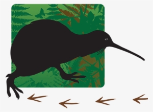 'follow The Kiwi' Monthly Sponsorship - Hummingbird