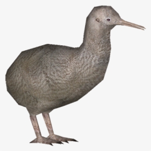 Kiwi - Little Spotted Kiwi Png