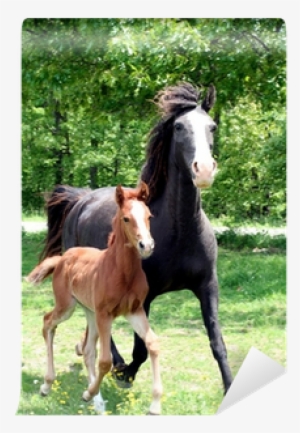 Posciele Dla Dzieci Konie