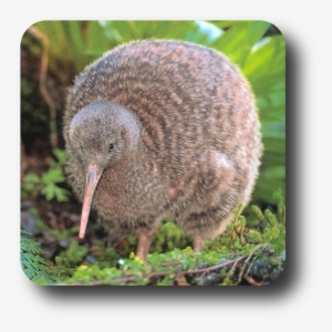 Publicat De Eu Ciresica La - Kiwi Bird