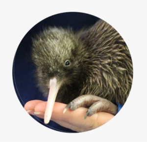 Wild Kiwi - Portable Network Graphics