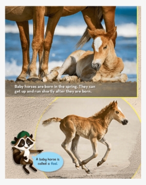 Beach Horses - Ranger Rick