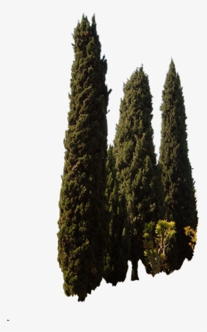 Cupressus Sempervirens, Trees, Mediterranean Tree - Chinese Fir