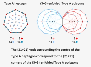 Yods In Type A Heptagon Correspond To (21 - Polygon
