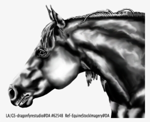 Drawn Profile Horse Head - Quarter Horse Head Drawings