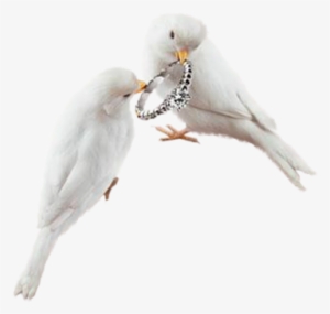Wedding Rings - Typical Pigeons