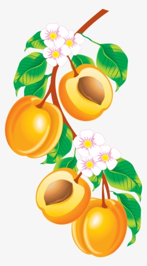 Fruits Vector