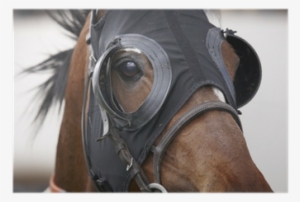 Race Horse Head With Blinkers Detail Poster • Pixers® - Eye Cover For Race Horse
