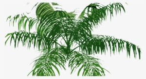 Palm Tree Top View Png