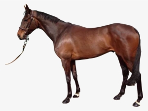 Brown Horse With Reigns Transparent Background Image - Horse Images Without Background