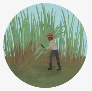 Haitian - Palm Tree