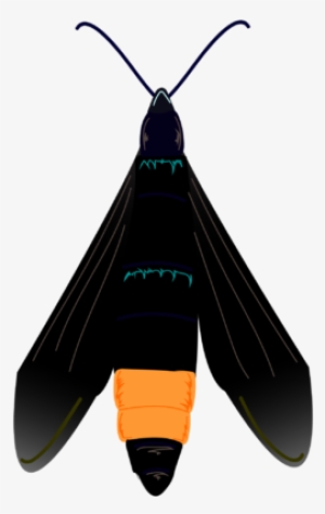 Peach Tree Borer - Peachtree Borer