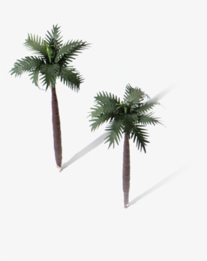 Two Palm Trees - Borassus Flabellifer