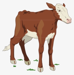 Baby Cow Clipart
