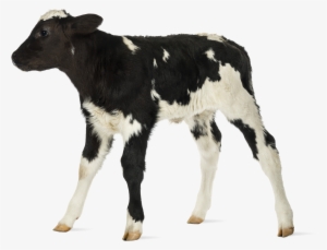 Baby Cow White Background
