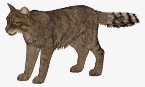 European Wildcat Additional Variants 3 - Cat Yawns