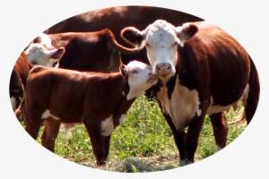 Boyden Farm Sits On A Rich Flood Plain Of The Lamoille - Dairy Cow