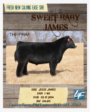 Sweet Baby James Ad1 - Cattle