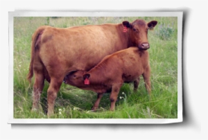 Humans Are Far From The Only Animals To Experience - Cattle